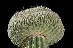 Gymnocalycium gibbosum f. cristata D. 14 17300